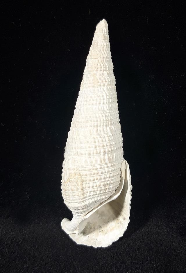 Cerithium (Cerithioclava) dalli OLSSON & PETIT 1964  - Bild © FossNet FossilienStore